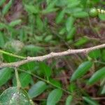 Grewia prunifolia Plante entière