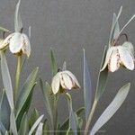 Fritillaria hermonisЦвят