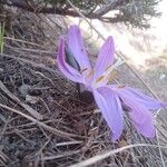 Colchicum bulbocodium Tervik taim