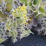 Euphorbia bussei Virág