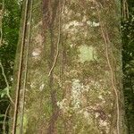Monopteryx inpae Кора