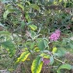 Buddleja japonicaKukka