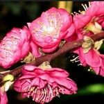 Prunus mume Цвят