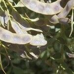 Acacia cultriformis Fruit