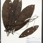 Heteropsis flexuosa Hoja