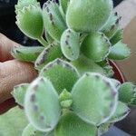 Cotyledon tomentosa Hoja