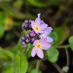 Myosotis sylvatica फूल