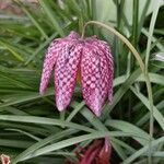 Fritillaria meleagris Цвят