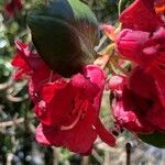 Rhododendron thomsonii Flor