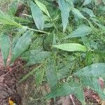 Panicum trichanthum Hoja