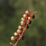 Calluna vulgaris Flors