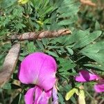 Tephrosia grandiflora Floare