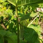 Arisaema amurense फूल