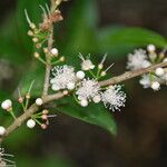 Eugenia stictopetala Floare