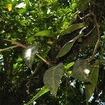 Philodendron bakeri Máis