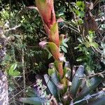 Vriesea heliconioides Leaf