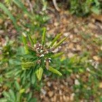 Cleome dodecandra ফুল