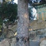 Pinus tabuliformis Rusca