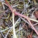 Rubus chamaemorus Escorça