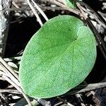 Arisarum simorrhinum Blad