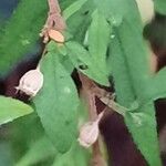 Centradenia inaequilateralis Fruit