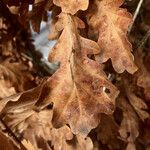 Quercus pubescens Feuille
