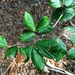 Parrotia subaequalis Hoja