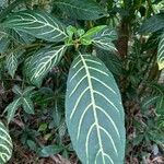 Aphelandra squarrosa Folla