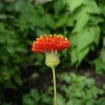 Emilia coccinea Fleur