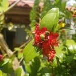 Ochna serrulata Fruit