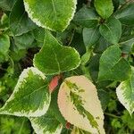 Bougainvillea spp. Blad