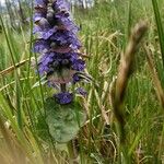 Ajuga reptansFlower