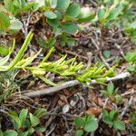 Thesium alpinum Blomma