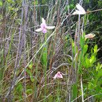 Pogonia ophioglossoides 整株植物