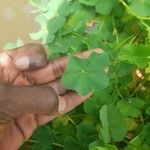 Marsilea quadrifolia Blatt