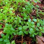 Galium rotundifolium Φύλλο