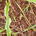 Chlorophytum africanum Folio