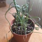 Albuca namaquensis Leaf