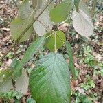 Rubus macrophyllus Blad