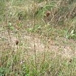Petrorhagia prolifera 形態