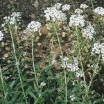 Lobularia canariensis