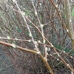 Salix rosmarinifolia برگ