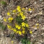 Linum flavum Habitus