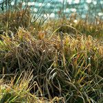 Carex pendula Leaf