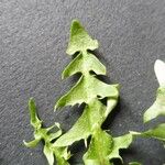 Taraxacum braun-blanquetii Leaf