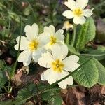 Primula vulgaris Flower
