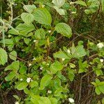 Cornus sericeaHostoa