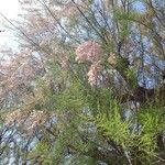 Tamarix gallica 花