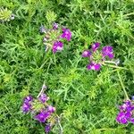 Verbena tenera Habitus