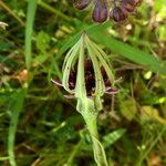Tragopogon porrifolius 花